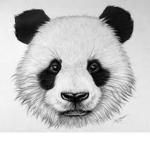 Pandas_United