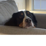 My Dog’s Fãń Club