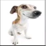 GoKrazyForBree
