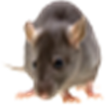 Rat Gaming Guild