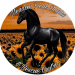 Equestrian starss