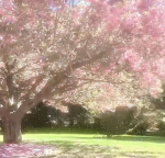 blossom season