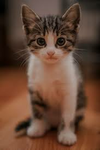 TEAMS CATS GROUP
