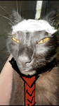 Cool _cats clan