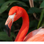 The True Flamingos