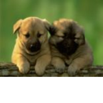 little pugs