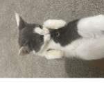 Cats are so cuteeeee