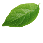 Leafz Fan Club