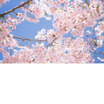 >> Blossom Cafe! <<