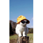 Myla cat