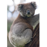 Koala’s cuties