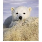Bears!!!!