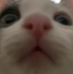bbacons