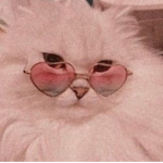 |kitty group