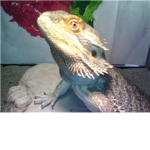 Dinosaurs are amazing
