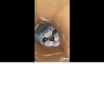 Funden Cat