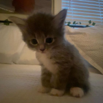 meowmeow; p