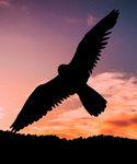 Wcue_falconclan