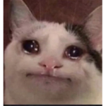 Sad wet cat