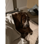 Pups bff Group