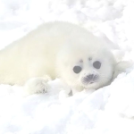 Little seals !
