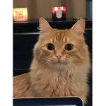 Kitty queen clan
