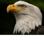 [TEB] The Eagle Bloodline