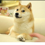 A group only for doges