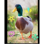Ducks are awsome lol