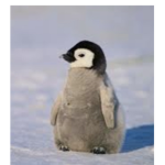 Djficjcj