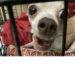 Angry chiwawa