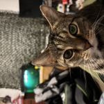 Cats and cow
