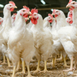 Daisy's chickens