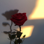 prettyroses<3