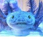 Axolotl‘s rules