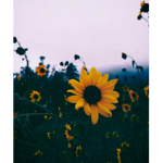 BxbyDxys Flower Squad