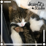 Desired's Studio.