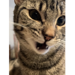 kitkatkenna