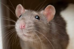 The Roblox rat headquarters