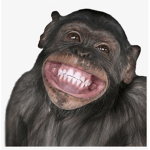the REAL monke bois