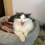 Cat co. Studios