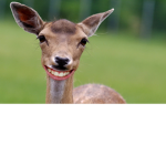 Silly deers