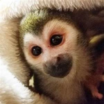 monkey..gang