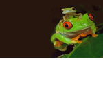 Froggy Fans!!!!!!!