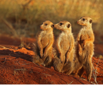 ~Meerkat Fan Club~