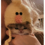 adorable duckie