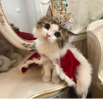Cats Rule The World.