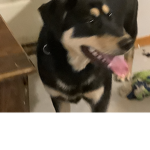 My Doggy Max