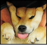 Doge <3