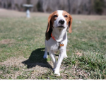 Dogs are the BEST THING TO EVER LIVE